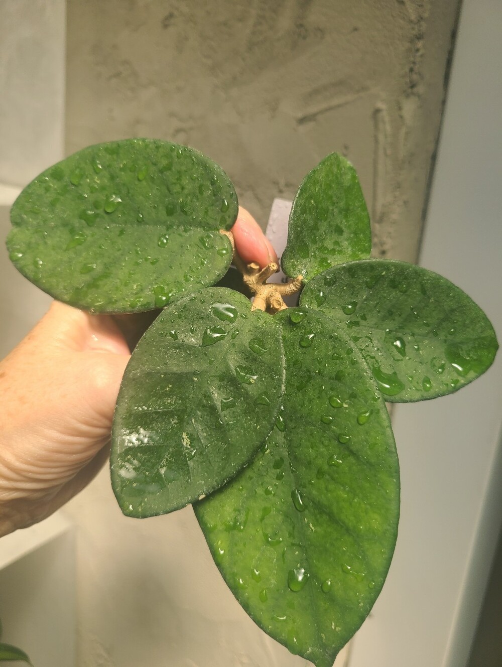 Hoya Fungii